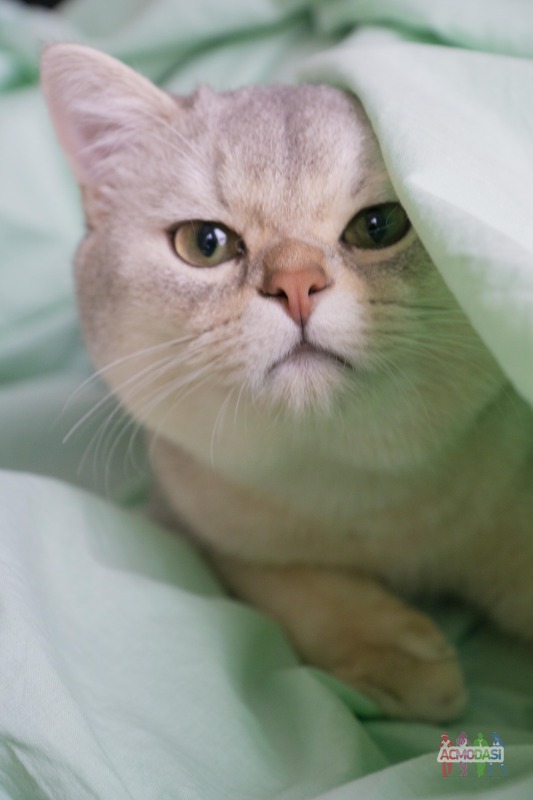 Фото Кот Кевин