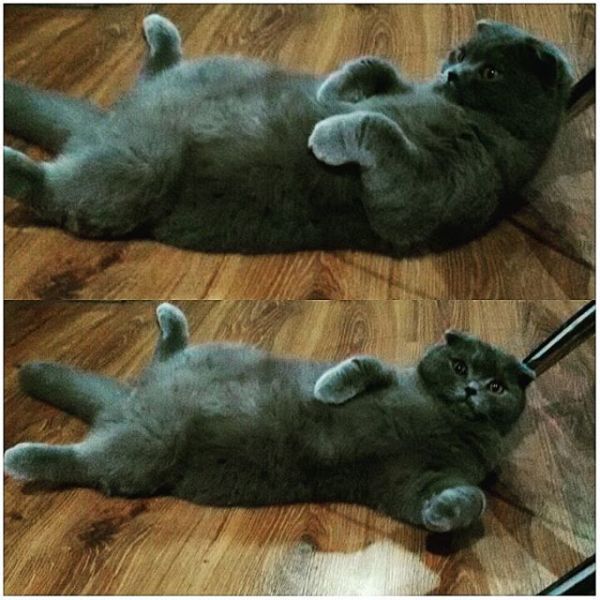 Фото Шотландец