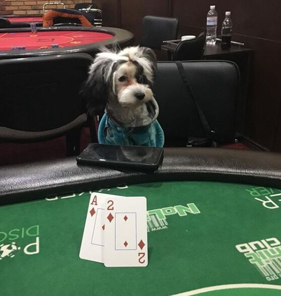 Фото Jon Star Off Poker