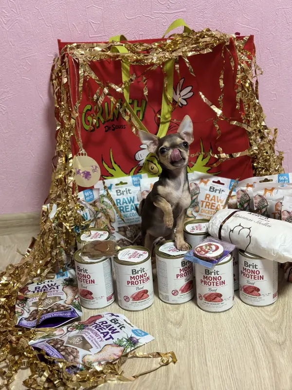 Фото Мила дівчинка чихуахуа міні готова до зйомок