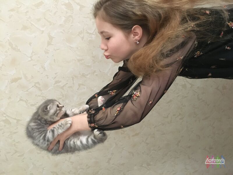Фото Шотландская вислоухая кошечка