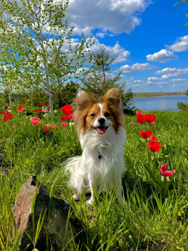 Фото Дуже Рідкісний і Гарний  Папільон