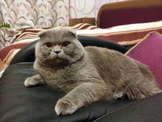 Фото Красунчик Lucky чекає на Ваш дзвінок...