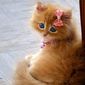 Василиса Антоновна Судник фото №601073